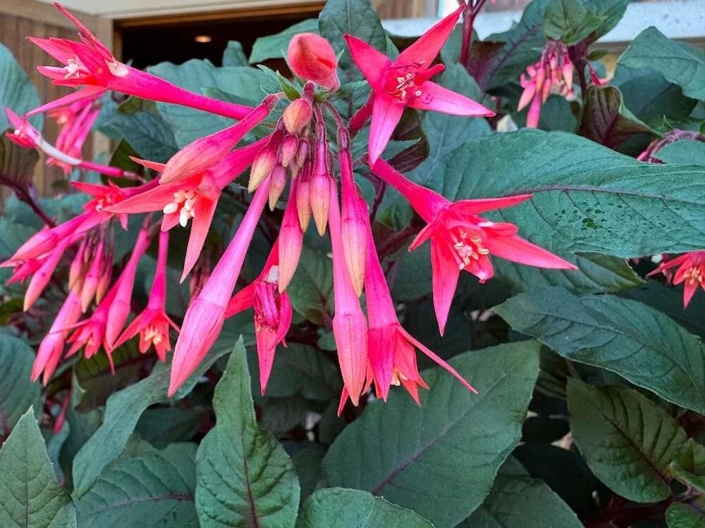 FUCHSIA