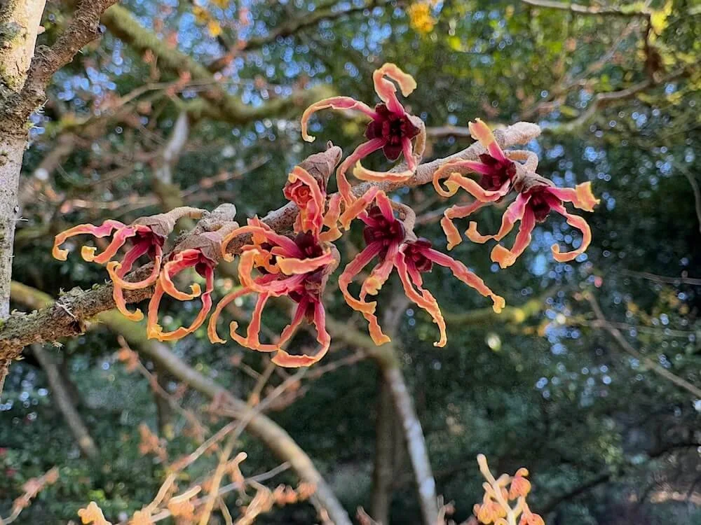 Hamamelis japonica var. flavopurpurescens