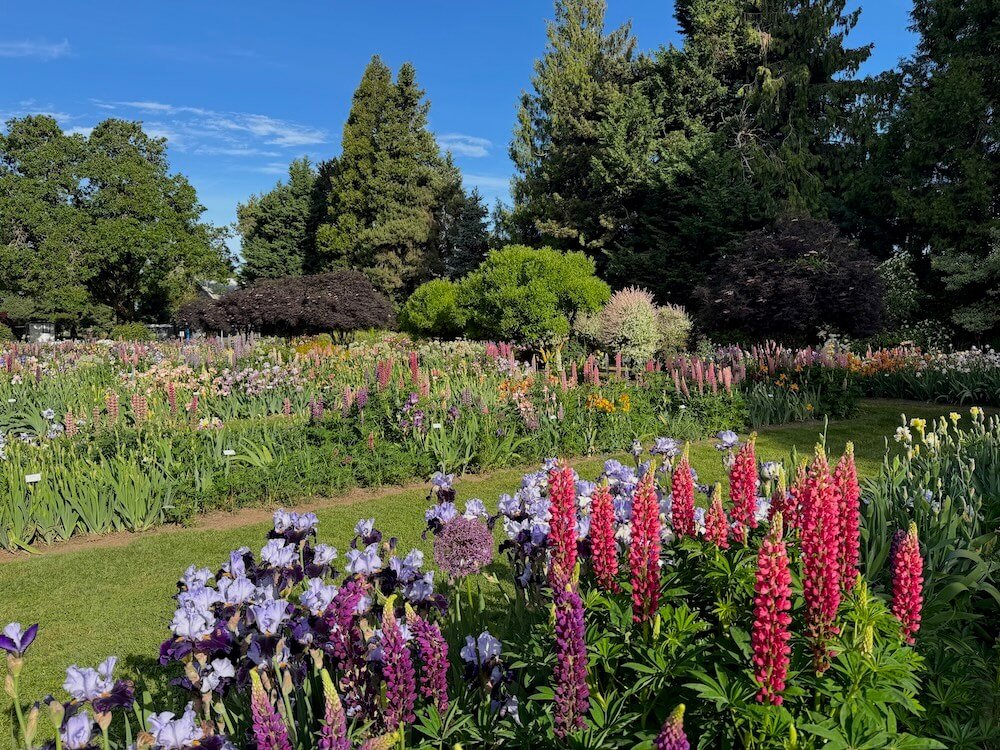 SCHREINER’S GARDENS