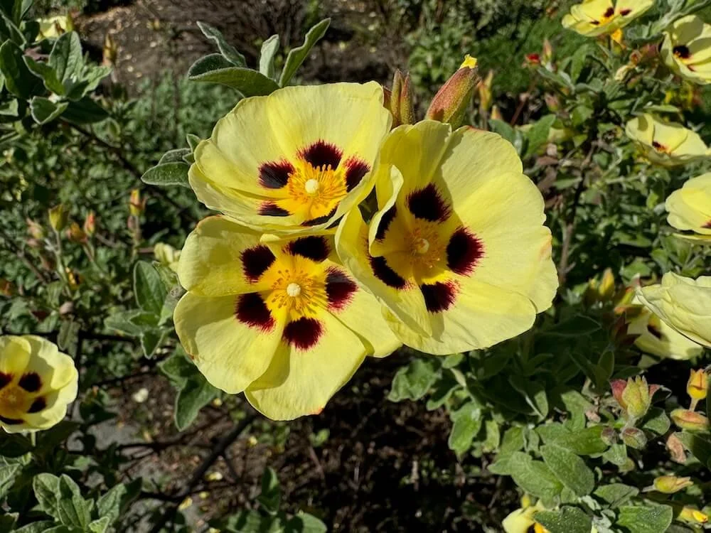 x Halimiocistus wintonensis 'Merrist Wood Cream'