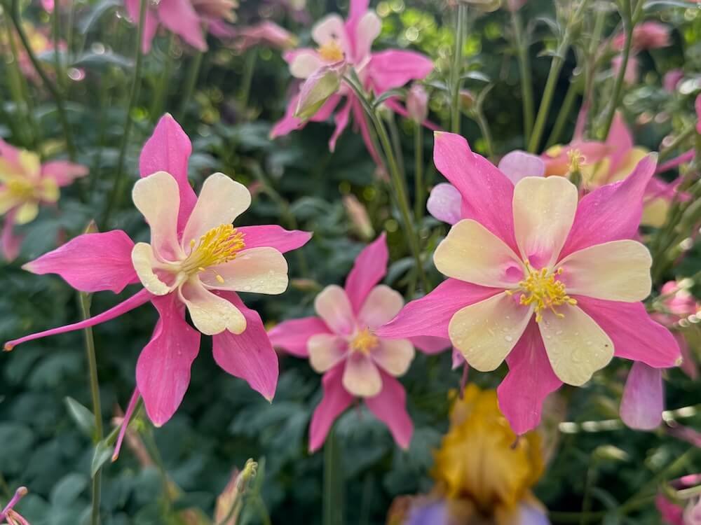 Aquilegia 'Swan Pink and Yellow'
