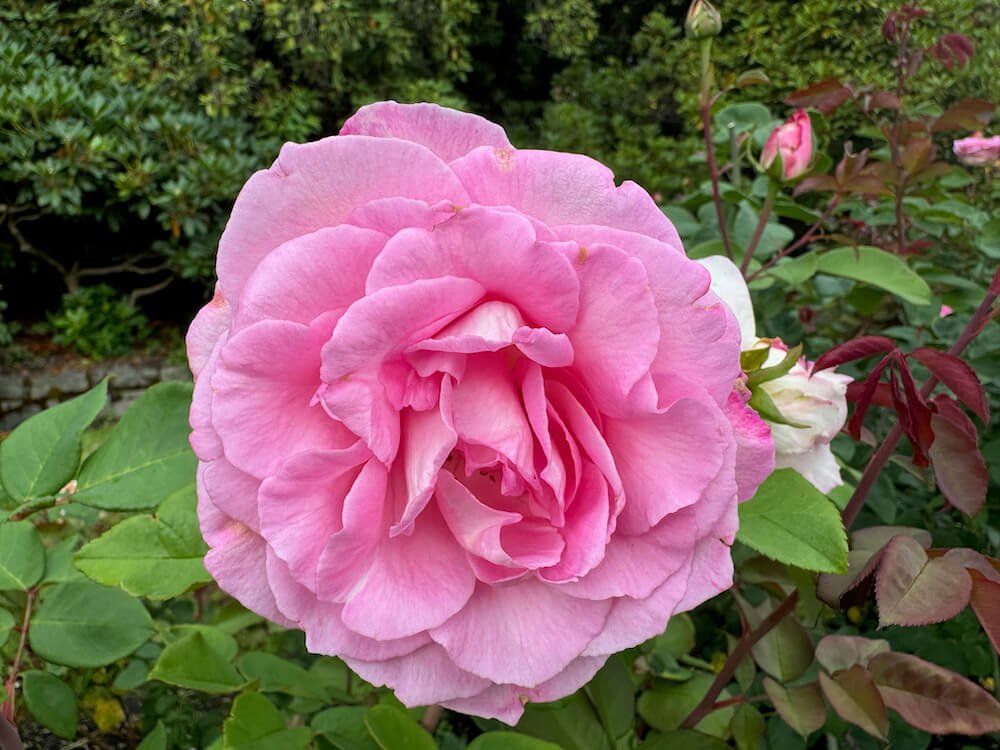 Rosa 'Beverly'
