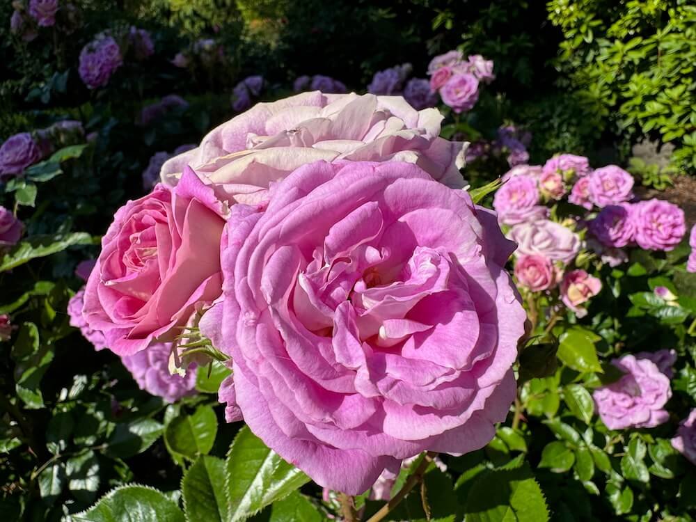 Rosa 'Arctic Blue'