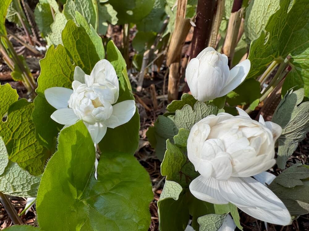 Sanguinaria canadensis 'Multiplex'