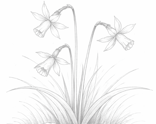 Species