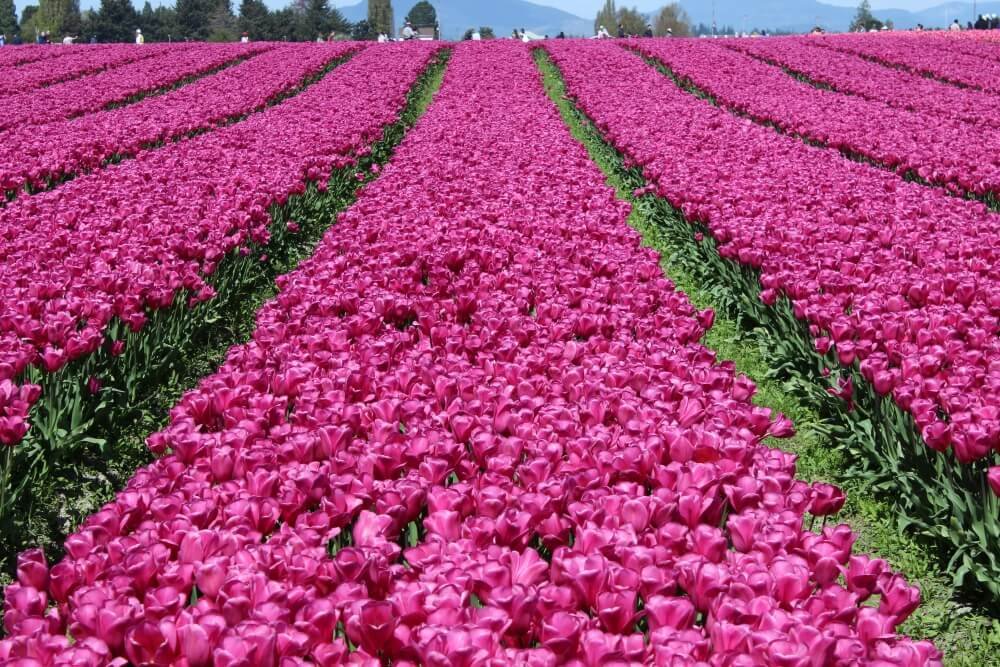 TULIP FIELDS