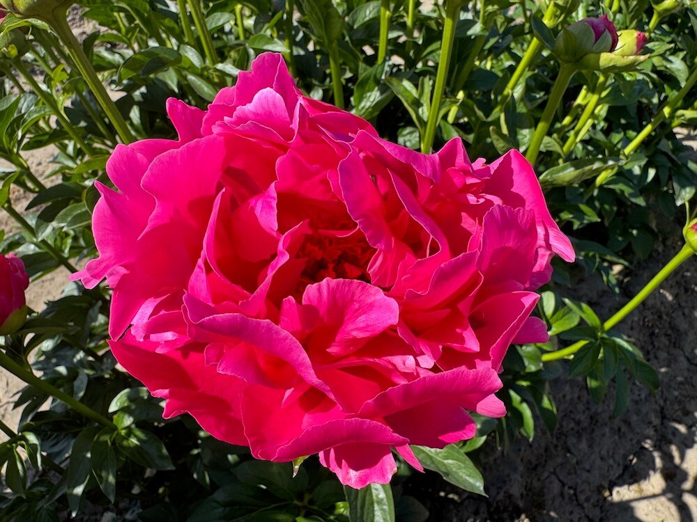 Paeonia lactiflora 'Paula Fay'