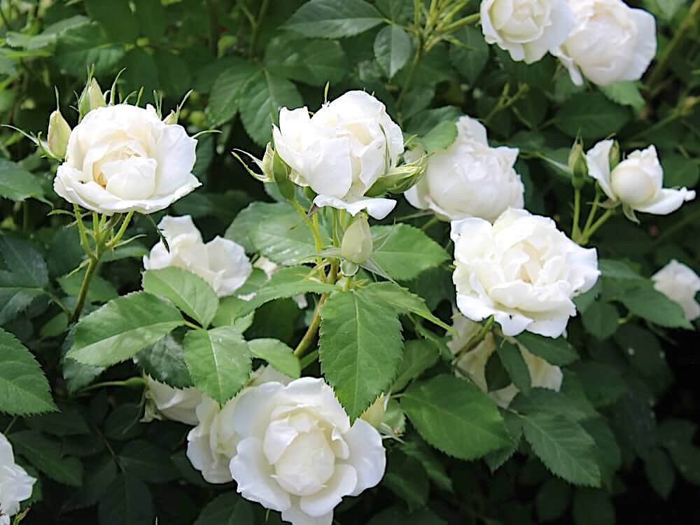 Rosa 'Ice Cap'