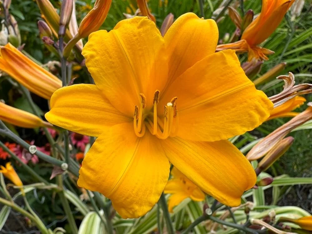Hemerocallis 'Malja'