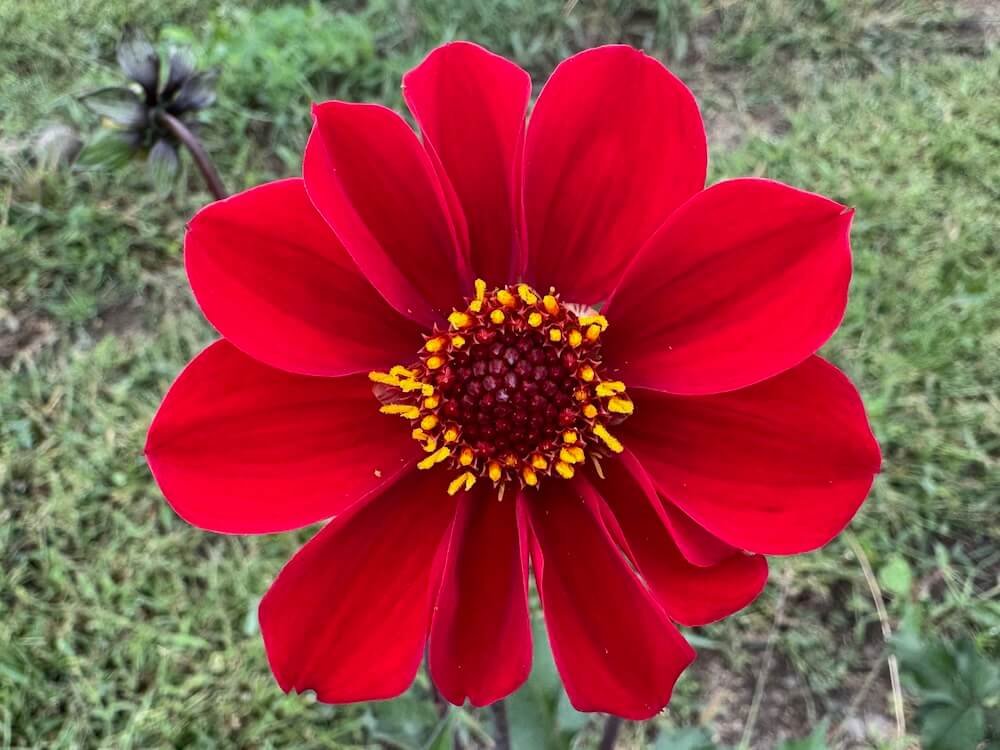 Dahlia 'Red Susan'