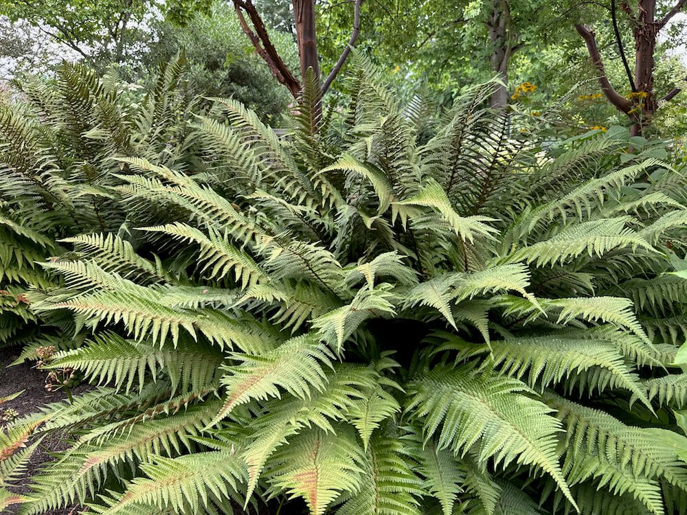 Dryopteris affinis 'Revolvens'