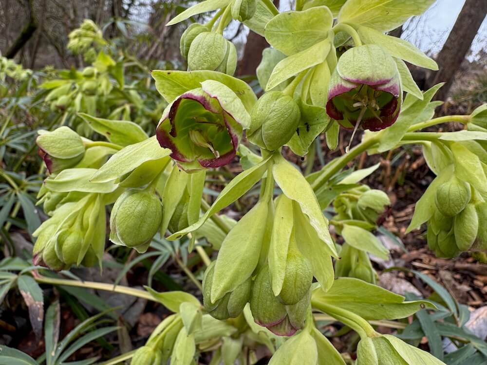 Helleborus foetidus 'Wester Flisk Group'