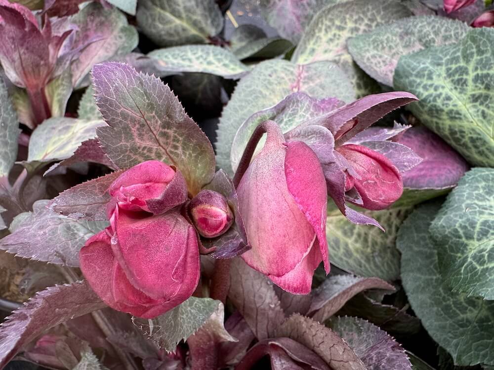 Helleborus x hybridus 'Dorothy's Dawn'