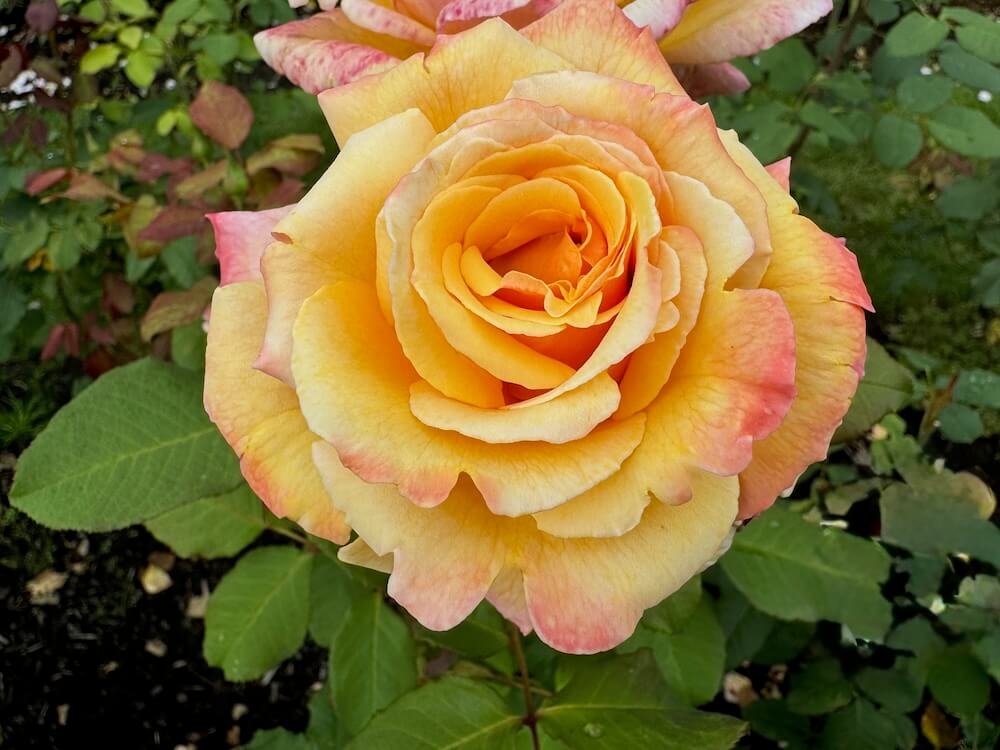 Rosa 'Tahitian Sunset'