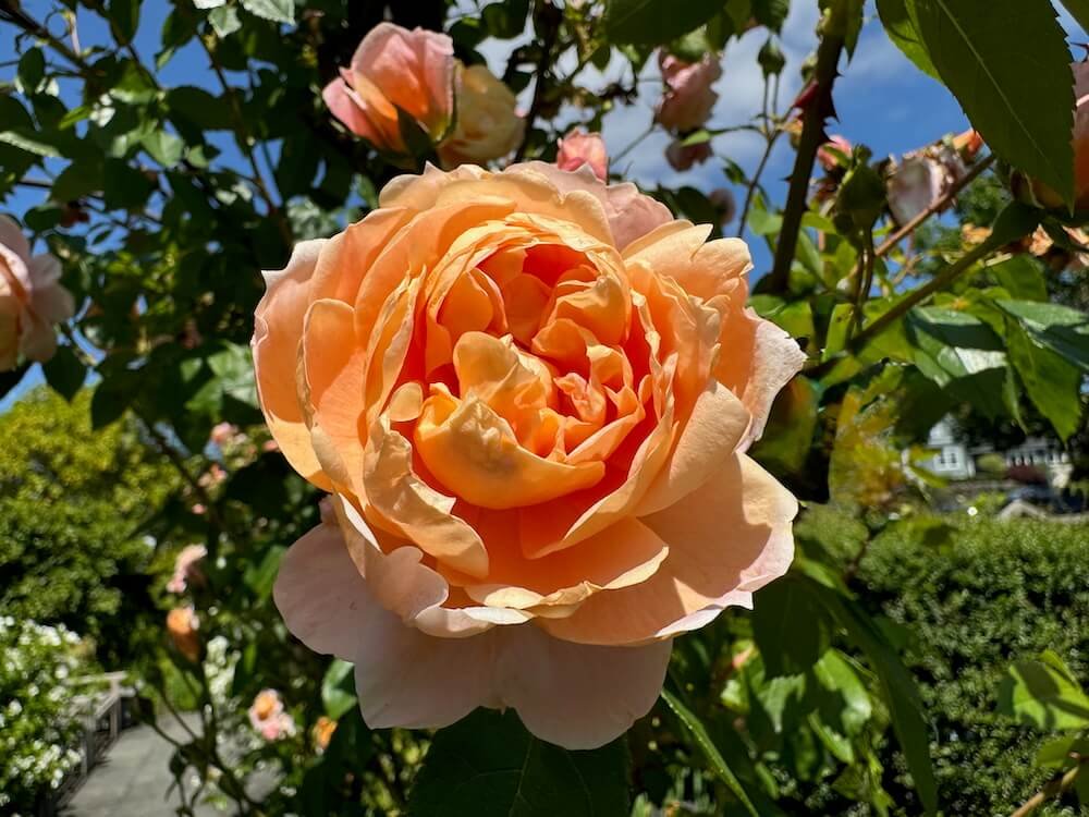 Rosa 'Meiroupis'