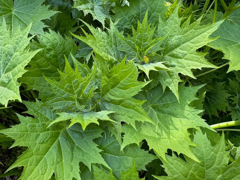 Kirengeshoma palmata
