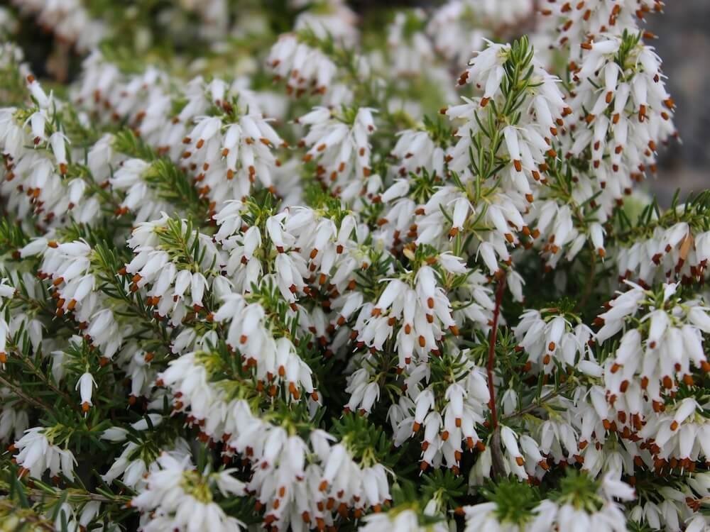 Erica carnea 'Springwood White'
