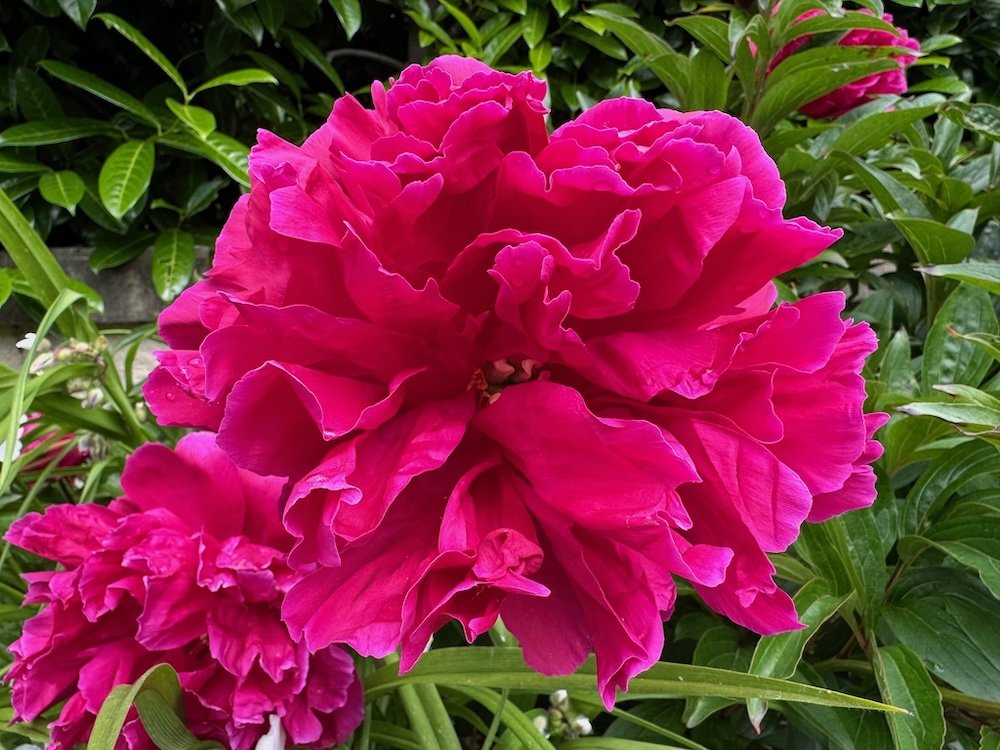 Paeonia lactiflora 'Karl Rosenfield'
