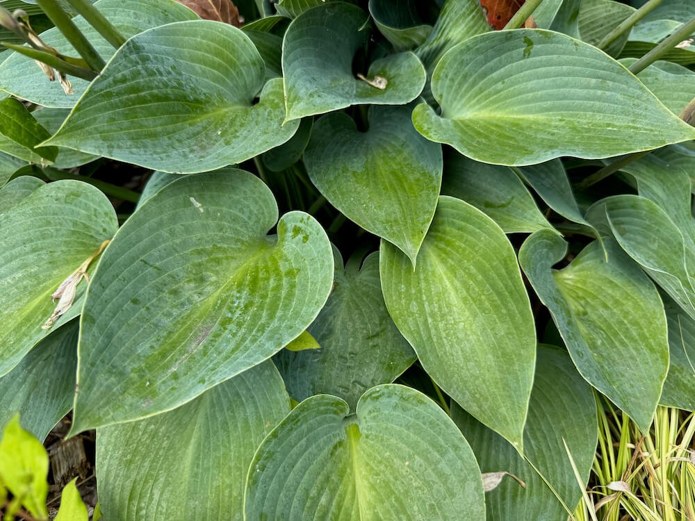 Hosta ventricosa