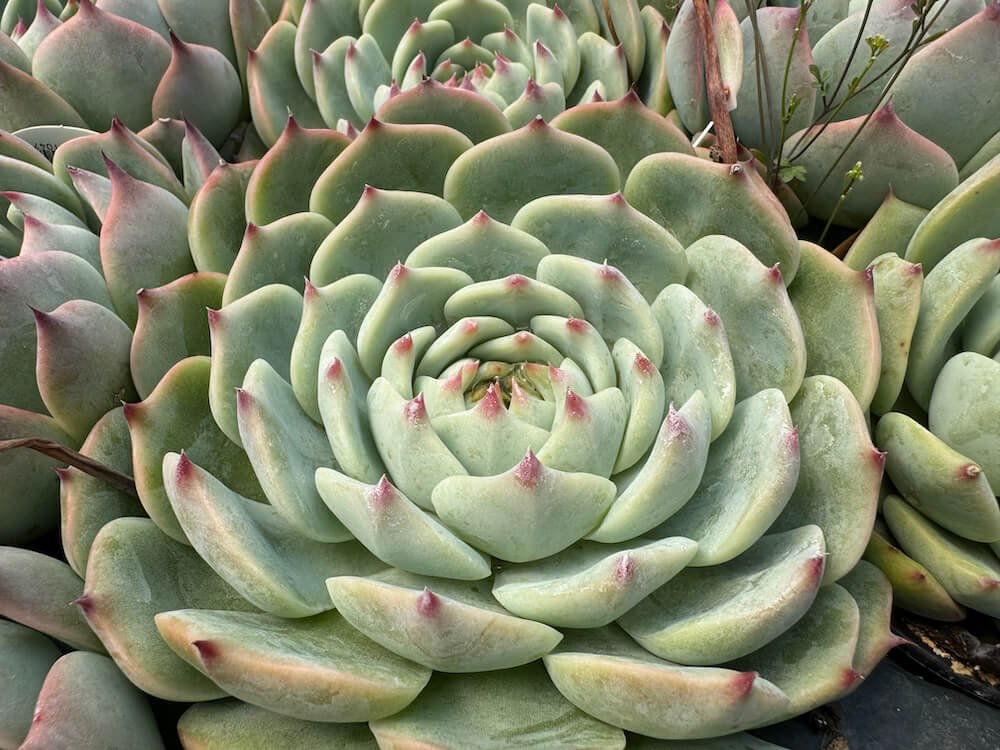 ECHEVERIA