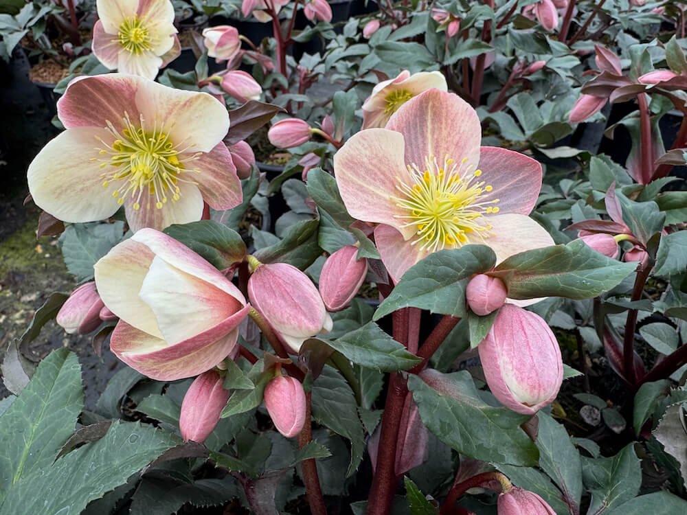 Helleborus x ballardiae HGC 'Camelot'