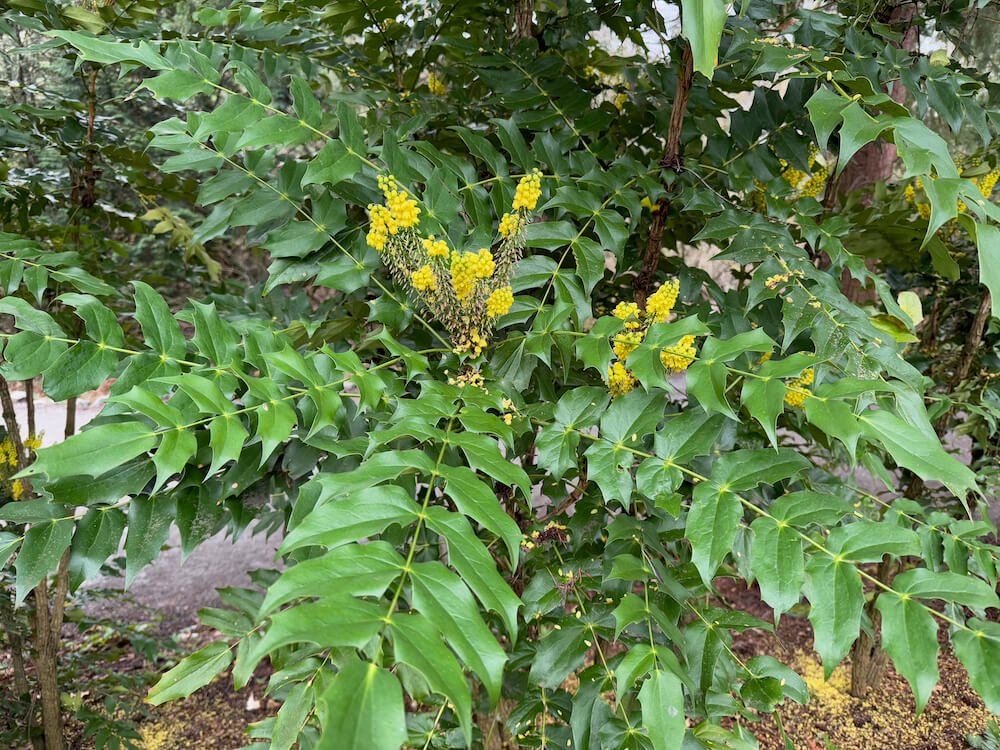 Mahonia x media 'Arthur Menzies'
