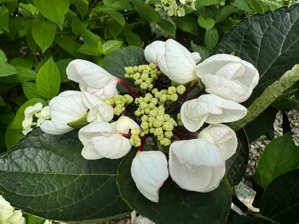 Hydrangea macrophylla 'CAMCH045'