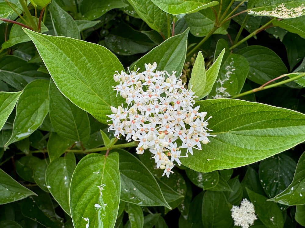 DOGWOOD (Cornus)