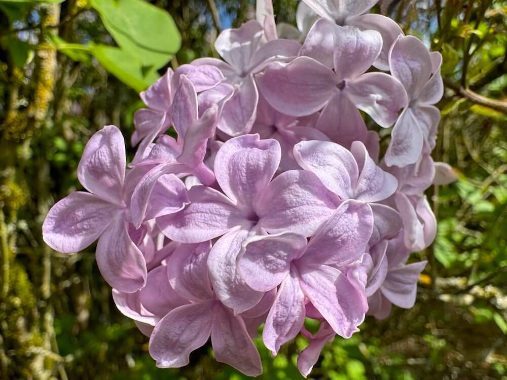 Syringa vulgaris 'True Pink'