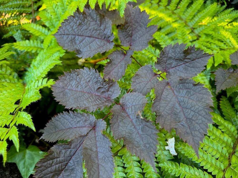 Astilbe thunbergii 'Chocolate Shogun'