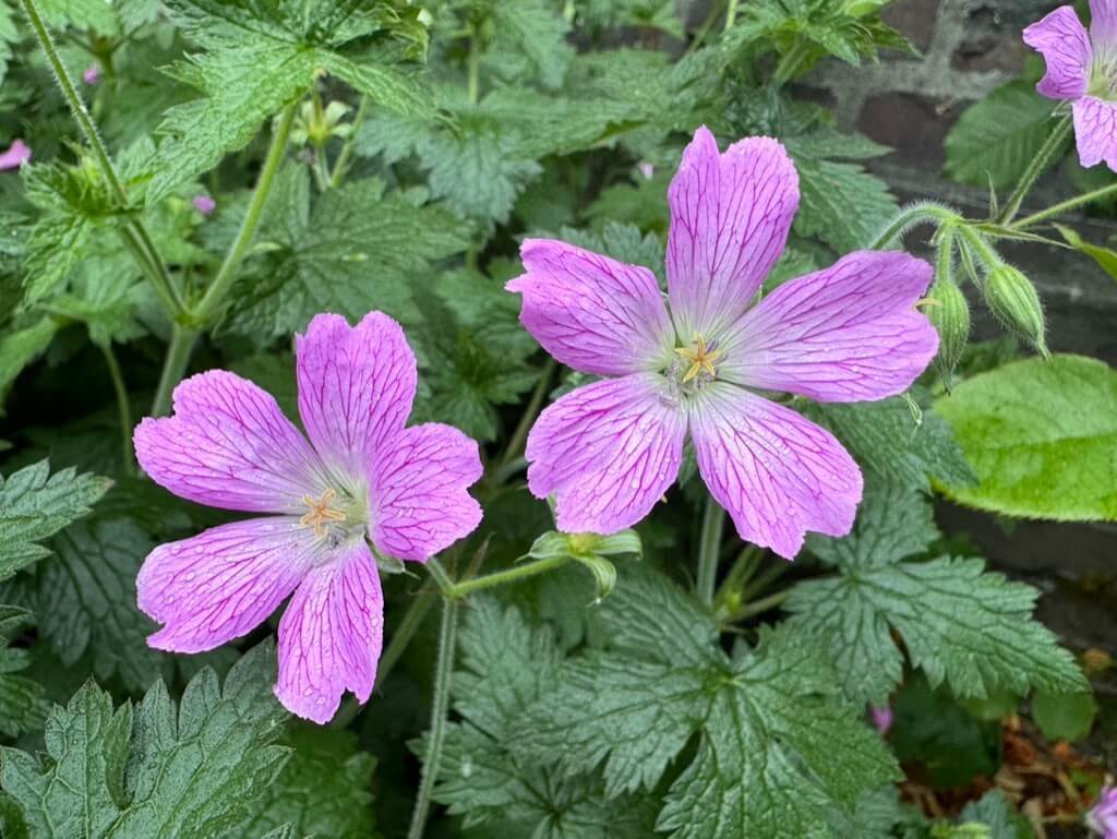 Geranium x oxonianum 'Julie Brennan'
