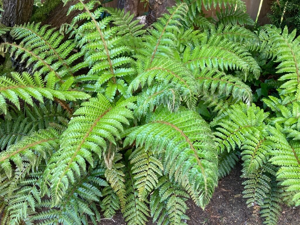 Polystichum polyblepharum