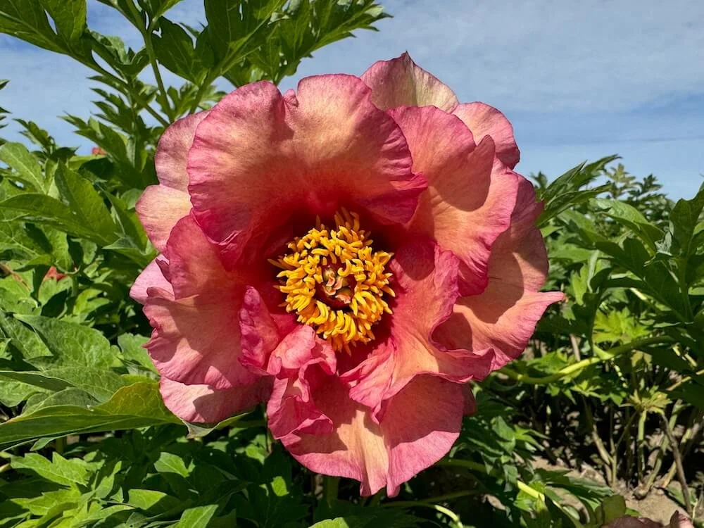 Paeonia 'Ruffled Sunset'