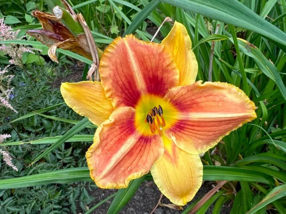 Hemerocallis 'Veins of Truth'