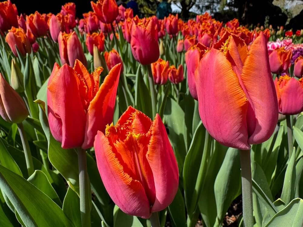 Tulipa 'Wowee'