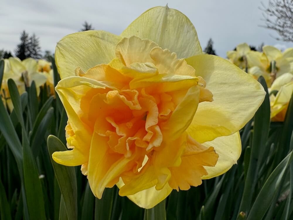Narcissus 'Bellabombe'