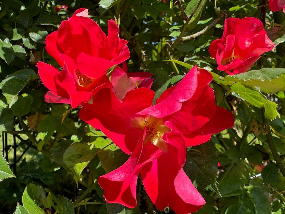 Rosa 'Be-Bop'