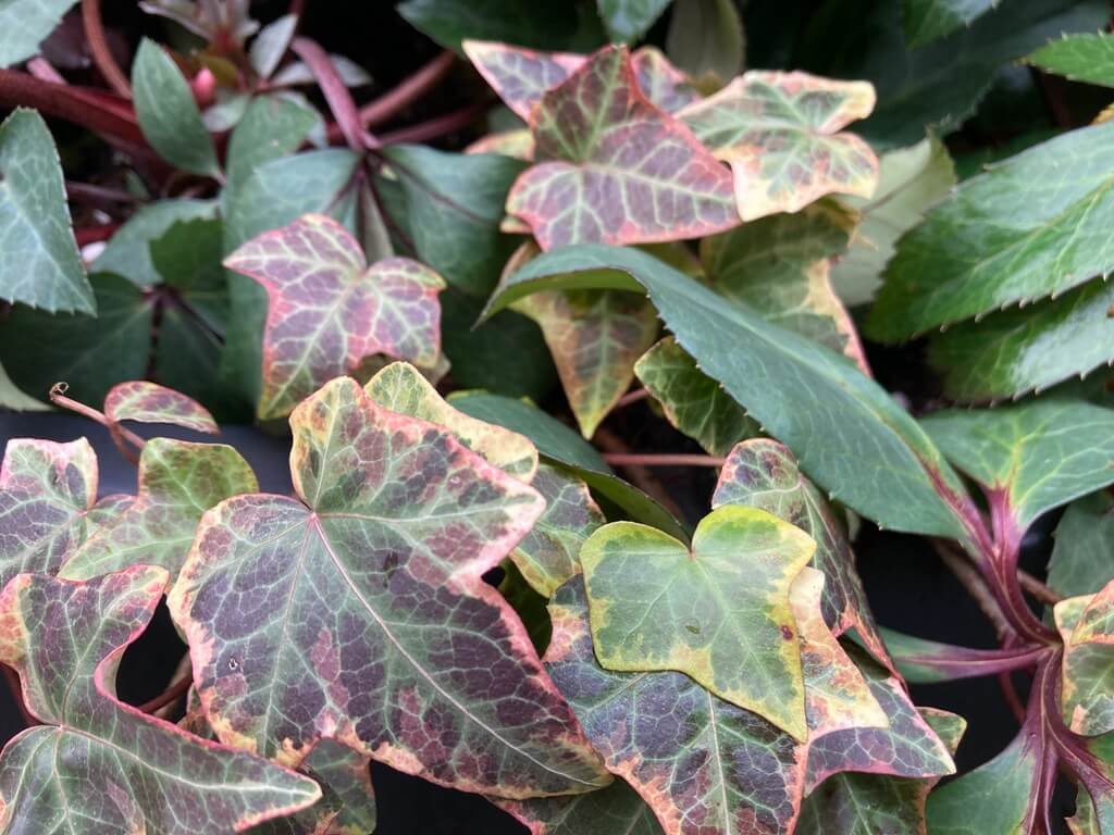 Hedera helix ‘Gold Child’