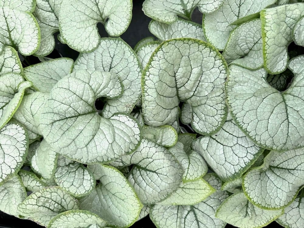 Brunnera macrophylla 'Silver Heart'