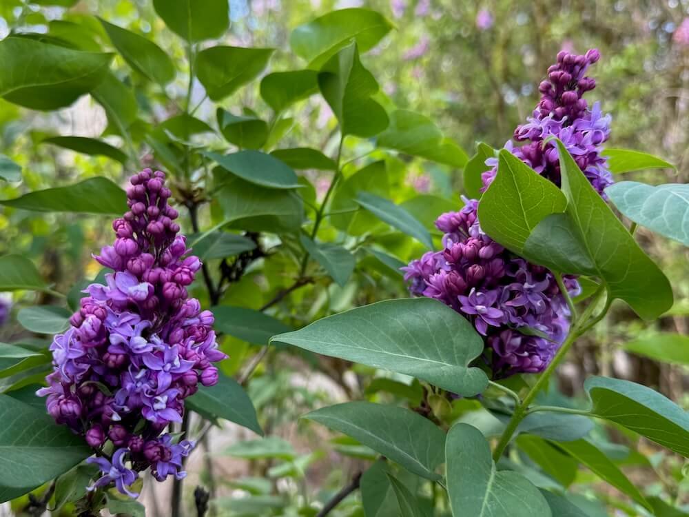 Syringa vulgaris 'Fritz Klager'