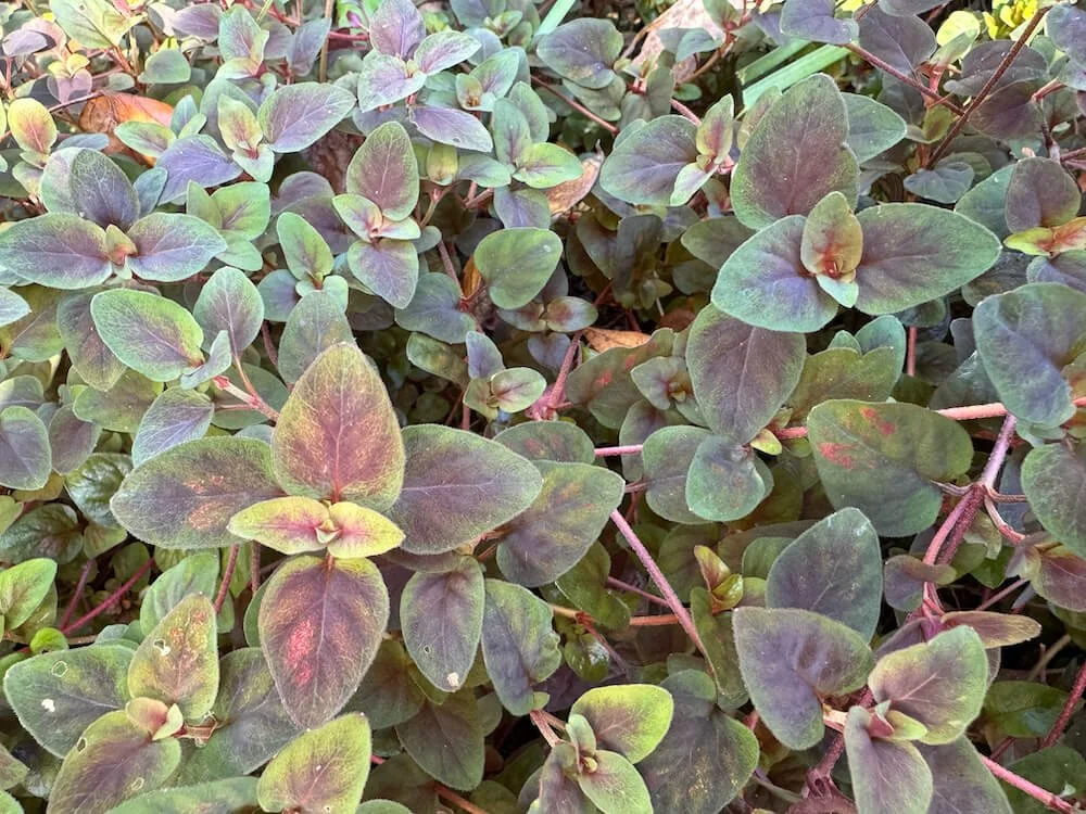 LYSIMACHIA