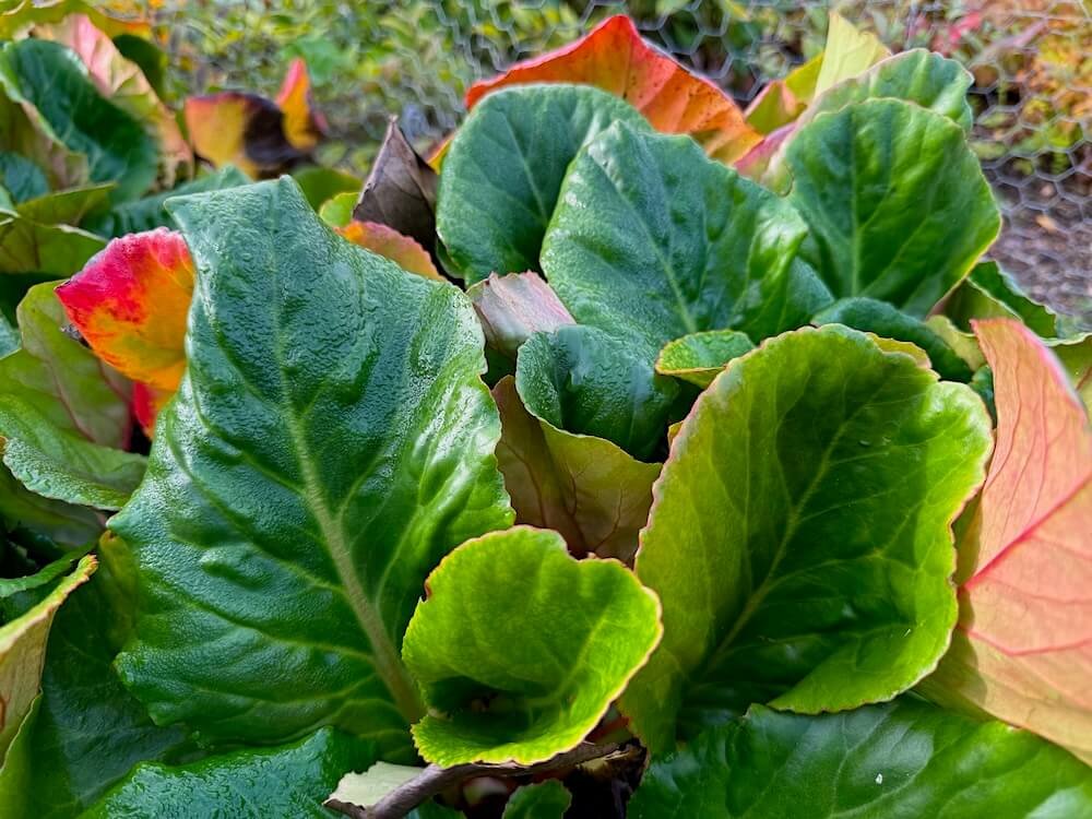 Bergenia 'Eric Smith'