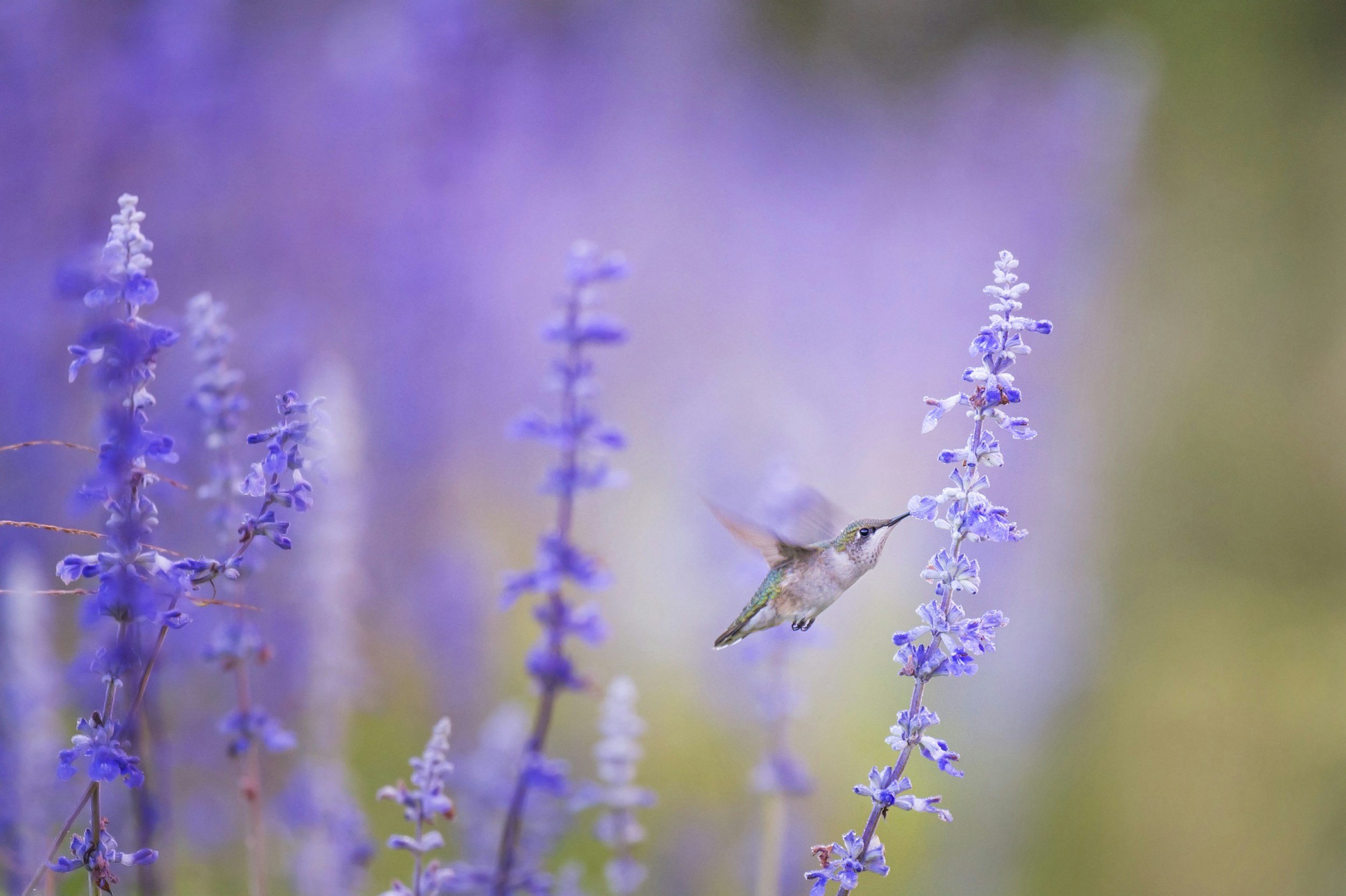 Best Perennials for Hummingbirds