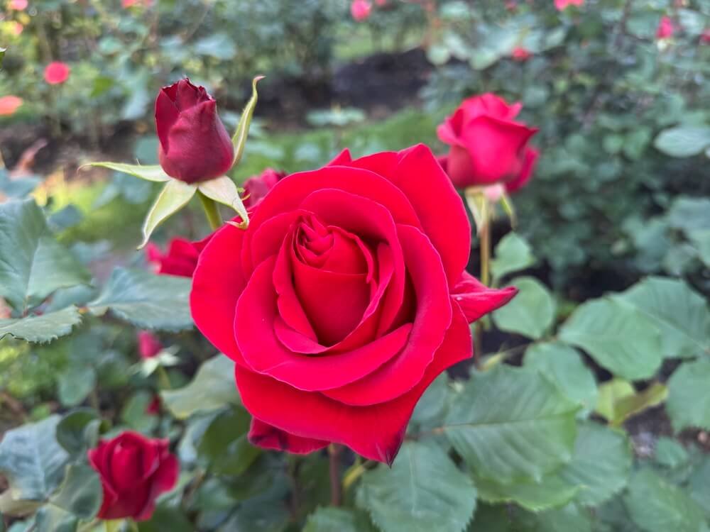 Rosa 'Veterans'Honor'