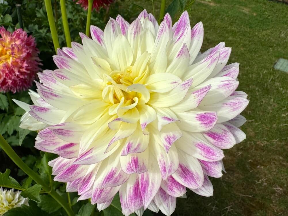 Dahlia 'Margaret Ellen'