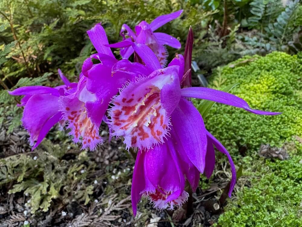 Pleione 'Tongariro'