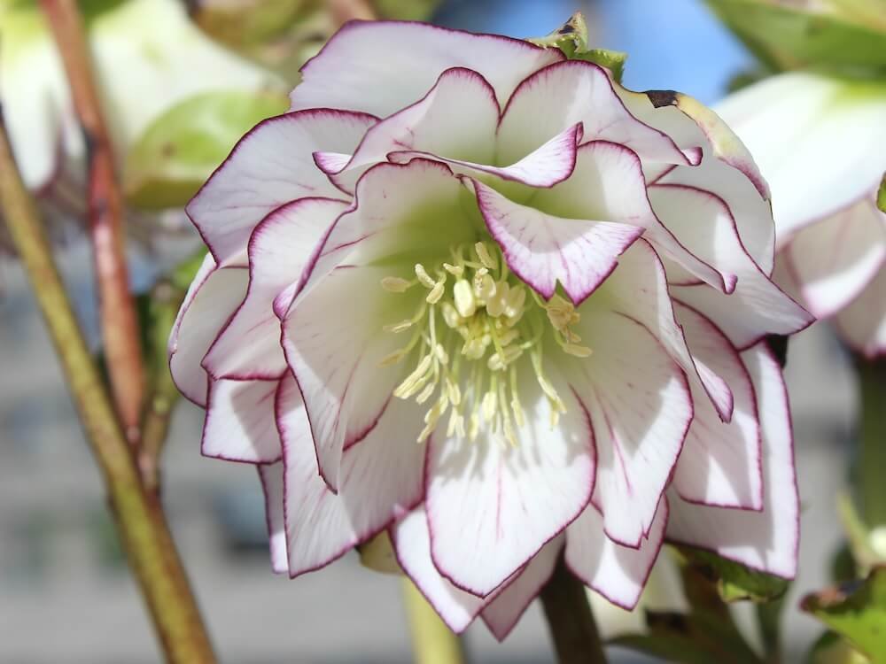 Helleborus x hybridus 'Fire and Ice'