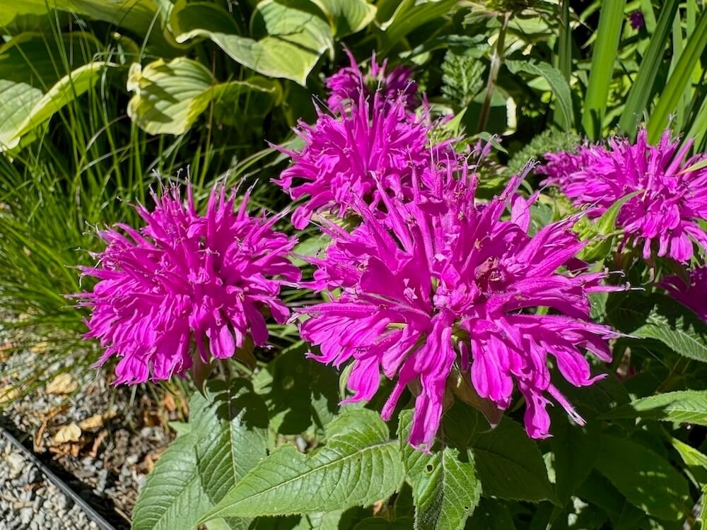 Monarda didyma Grand Parade 'Arcade'