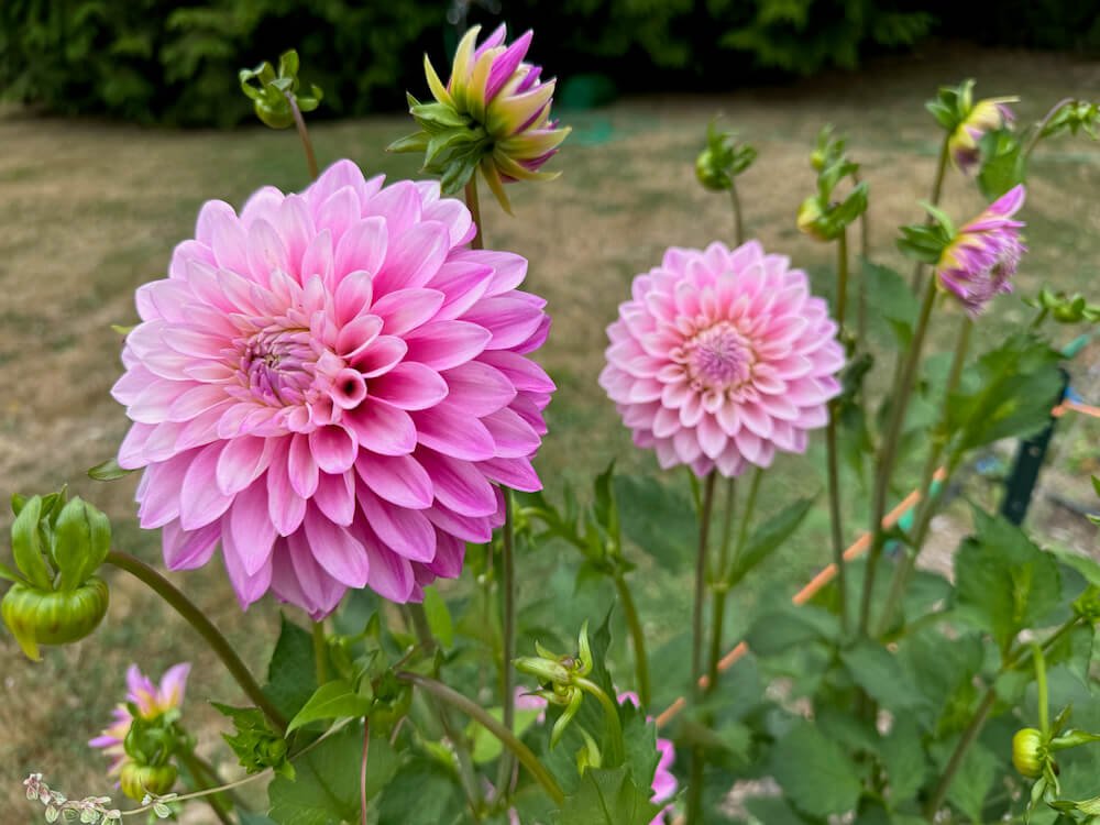 Dahlia 'Zebrano'