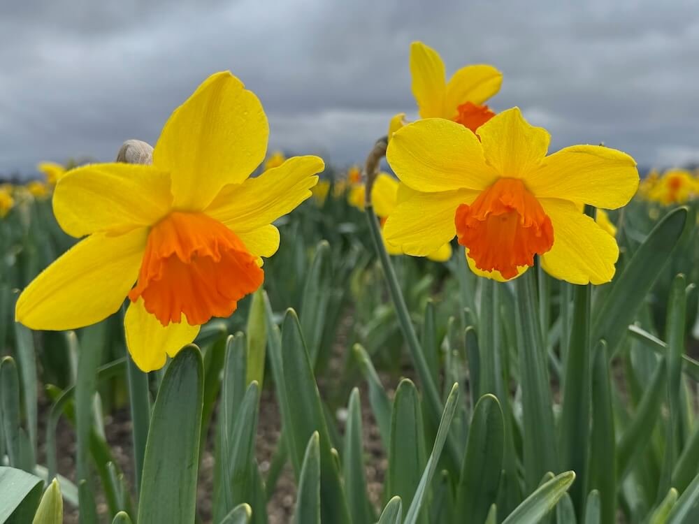 Narcissus 'Scarlet O'Hara'